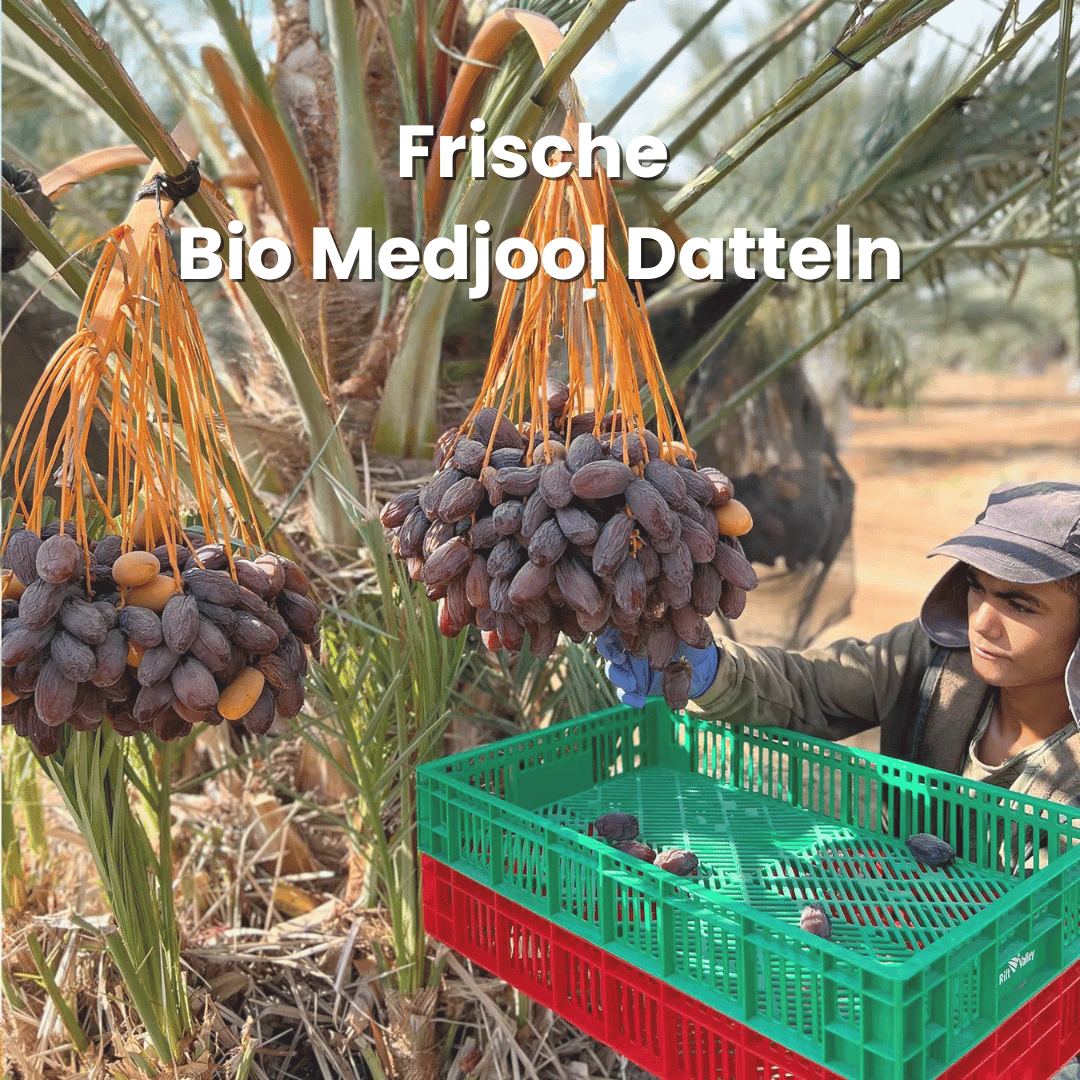 Bio Medjool Datteln aus Palästina - Frische Ernte, Natursüß Bio Medjool Datteln aus Palästina - Frische Ernte, Natursüß