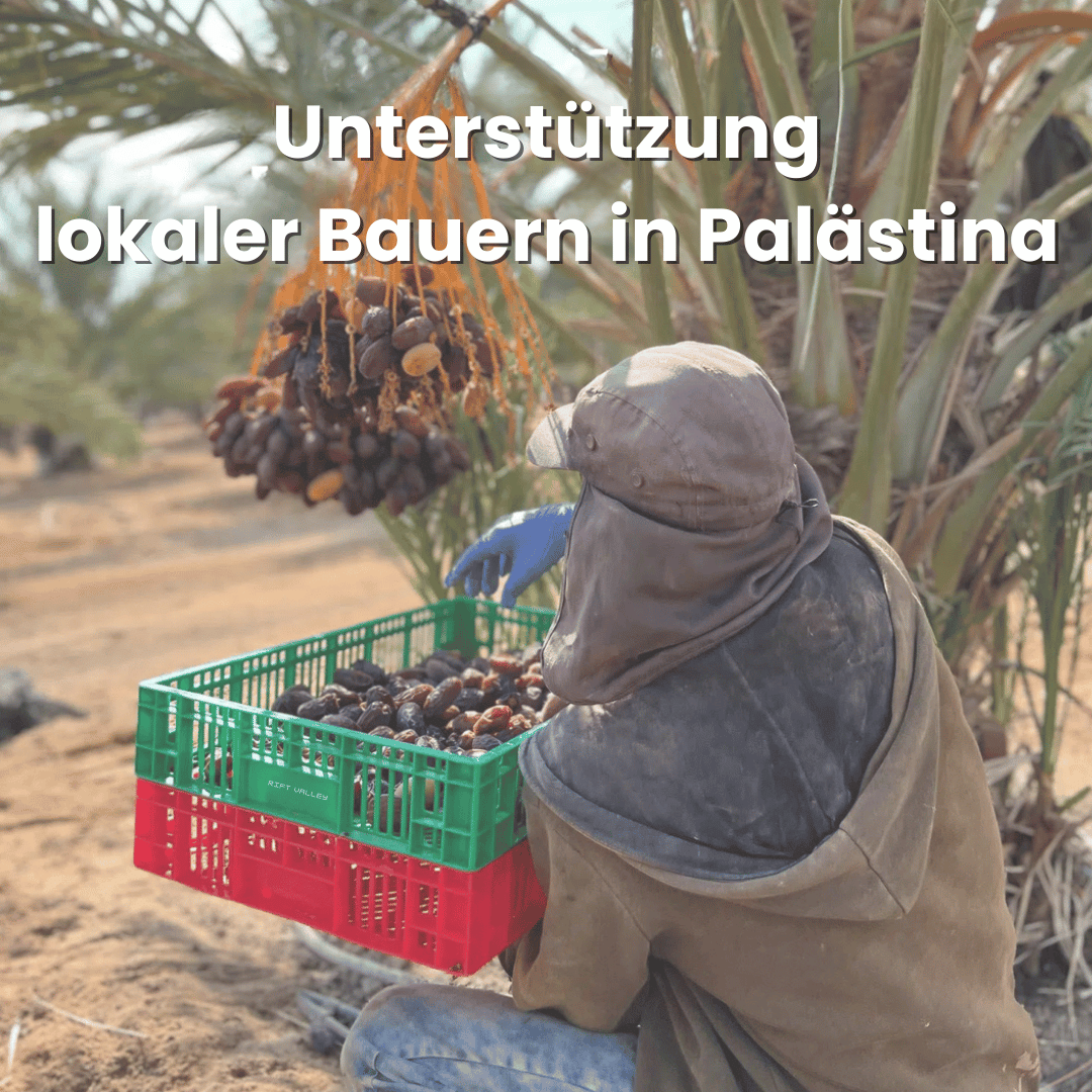 Bio Medjool Datteln aus Palästina - Frische Ernte, Natursüß Bio Medjool Datteln aus Palästina - Frische Ernte, Natursüß