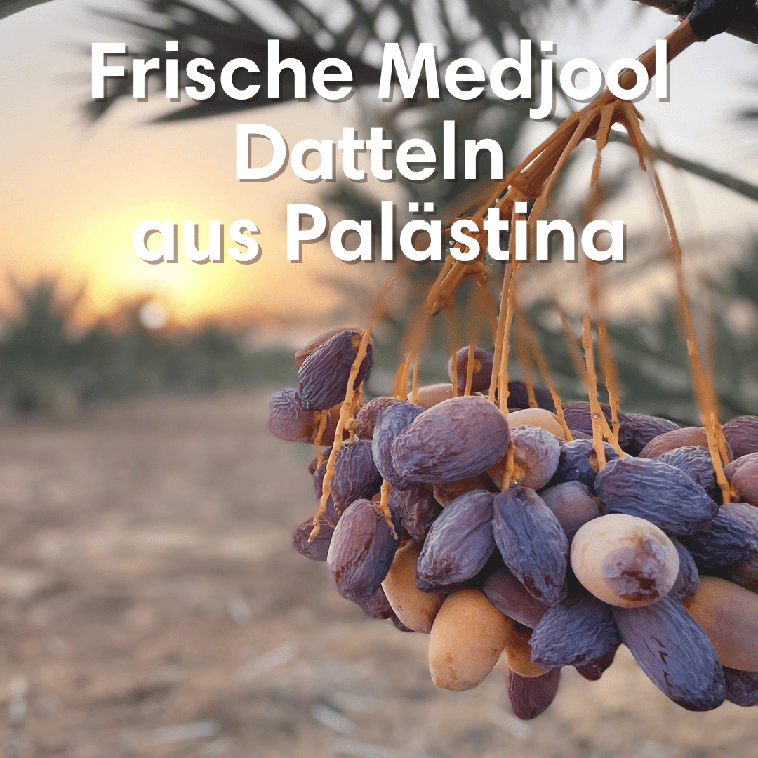 Ramadan Dattel Set - Ajwa, Medjool und Sukkari