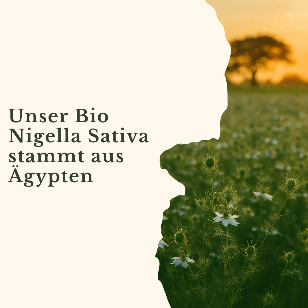Bio Schwarzkümmelöl Ägyptisch Ungefiltert & Kaltgepresst